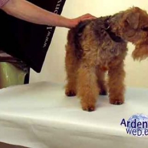 le plus beau chien du monde - video 04