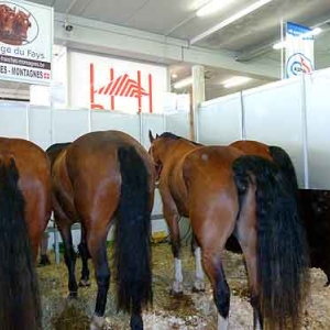 Foire agricole de Libramont - 579 Foire agricole de Libramont - 579