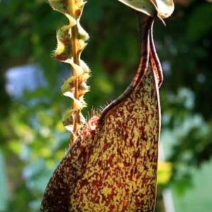 Fascination of Plants Day Fascination of Plants Day