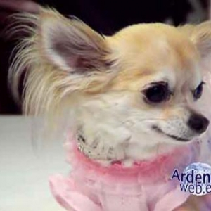le plus beau chien du monde - video 04