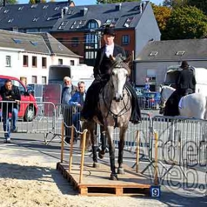 Cheval de trait ardennais-499