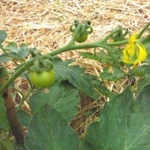 Tomates en devenir