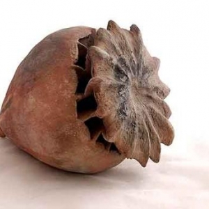 Fascination of Plants Day Fascination of Plants Day