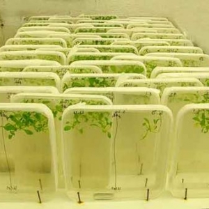 Fascination of Plants Day Fascination of Plants Day