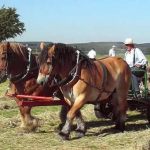 Fete du Cheval 2007-video 27