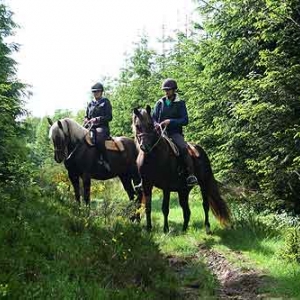 Elevage de Rocky Mountain Horse