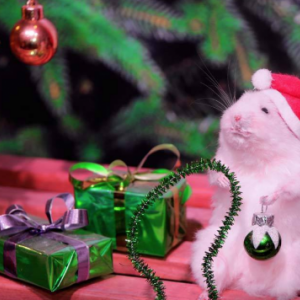 Concours du PERE NOEL