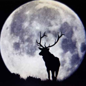 Observatoire Centre Ardenne de Grapfontaine et le brame du cerf