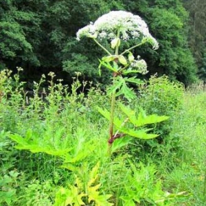 La Berce du Caucase La Berce du Caucase