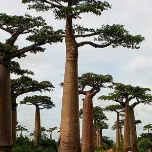 Jardin botanique national de Belgique 