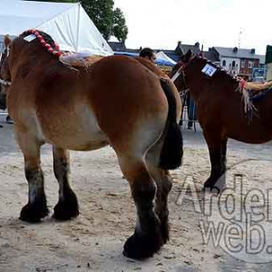 Cheval de trait ardennais-485