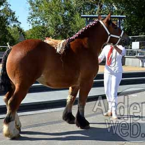 Cheval de trait ardennais-513