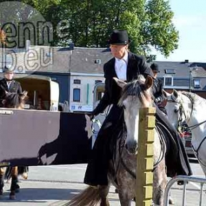 Cheval de trait ardennais-498