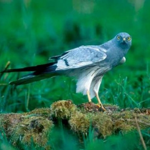 natura-busard