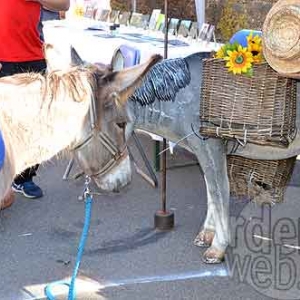 Automne en FETE Neuville Vielsalm-1666