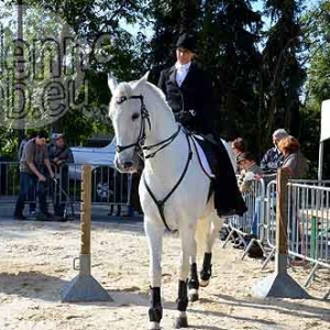 Cheval de trait ardennais-497