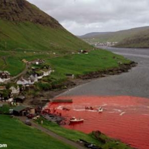 Massacre de Calderon un dauphin des iles de Feroe au Danemark