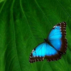 Morpho-peleides-op-blad
