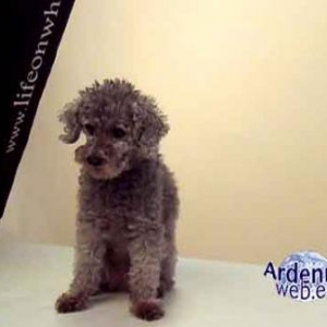 le plus beau chien du monde - video 04