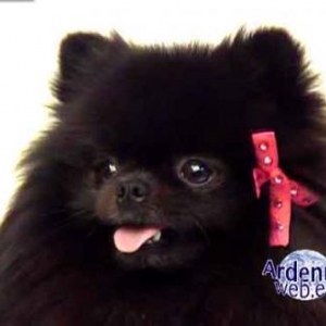 le plus beau chien du monde - video 04