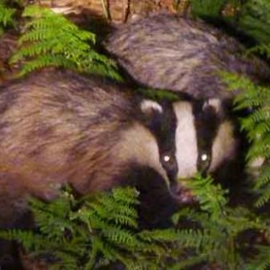 Le blaireau en Ardenne Le blaireau en Ardenne