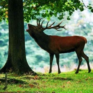 Brame du cerf  Rochehaut auberge de la Ferme