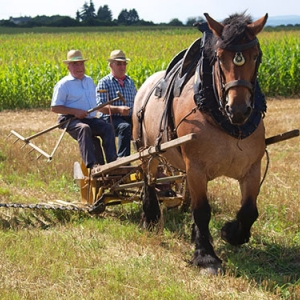 Fete de la moisson a Foy