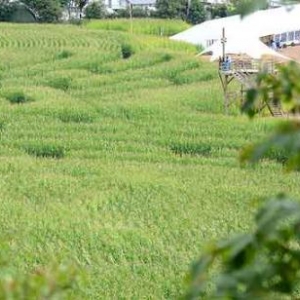 Labyrinthe de Barvaux sur Ourthe - 9855