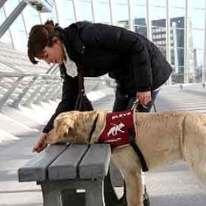 Chiens pour aveugles