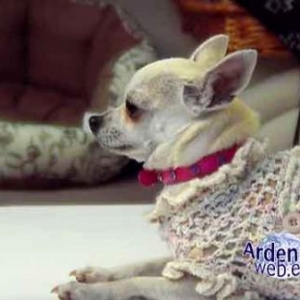 le plus beau chien du monde - video 04