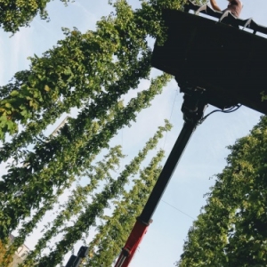 Houblon Avant Cueillette Houblon Avant Cueillette