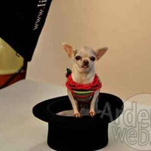 le plus beau chien du monde - 041