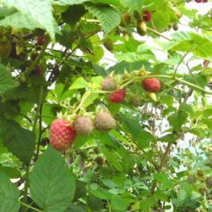 Des framboises promises a une cueillette prochaine