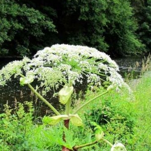 La Berce du Caucase La Berce du Caucase