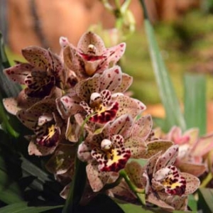 orchidee-5428