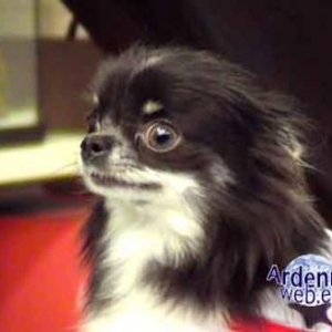 le plus beau chien du monde - video 04