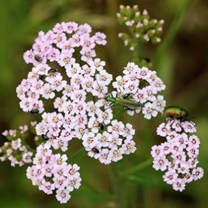 achilleamillefolium