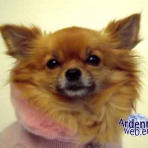 le plus beau chien du monde - video 04