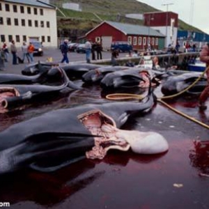 Massacre de Calderon un dauphin des iles de Feroe au Danemark