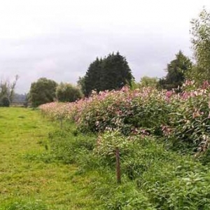 La Berce du Caucase La Berce du Caucase