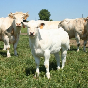 La biodiversité et le bien-être des animaux