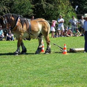 Tavigny : Fete du Cheval 2007-photo3801