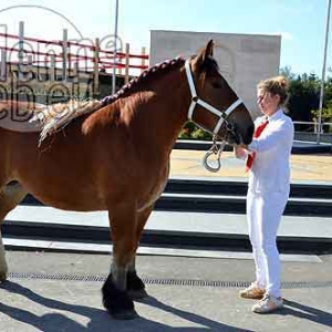 Cheval de trait ardennais-512