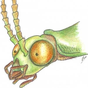 initiation insectes