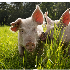Graine d'AGRI, site didactique pour découvrir l'agriculture