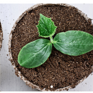 Graine d'AGRI, site didactique pour découvrir l'agriculture