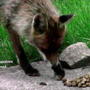 Le renard a de bonnes manières dans le film "Giving Nature a Home" dernier film de Marcel Thonnon Le renard a de bonnes manières dans le film "Giving Nature a Home" dernier film de Marcel Thonnon