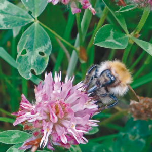 Nos plantes sauvages  Comment les récolter, les cuisiner et les utiliser en remèdes 