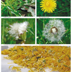 Nos plantes sauvages  Comment les récolter, les cuisiner et les utiliser en remèdes 