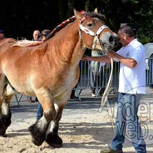 Cheval de trait ardennais-488
